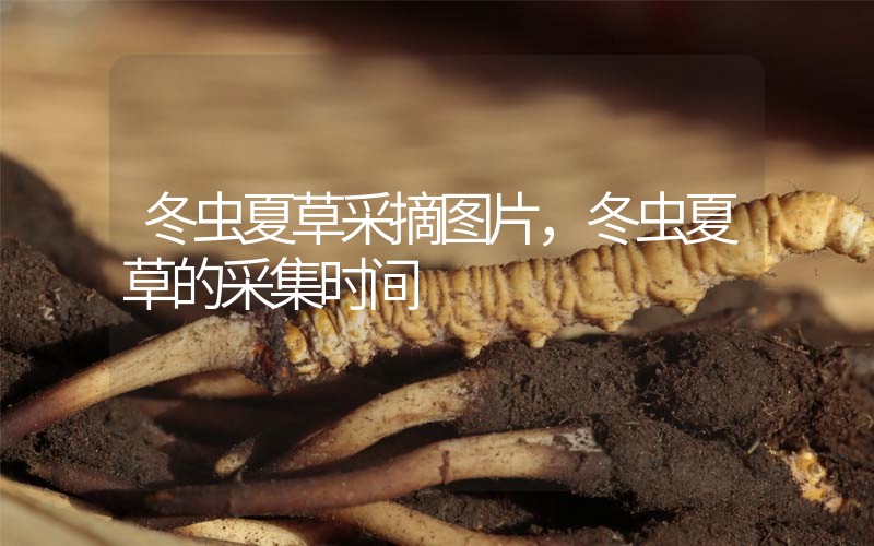 冬蟲夏草采摘圖片，冬蟲夏草的采集時(shí)間