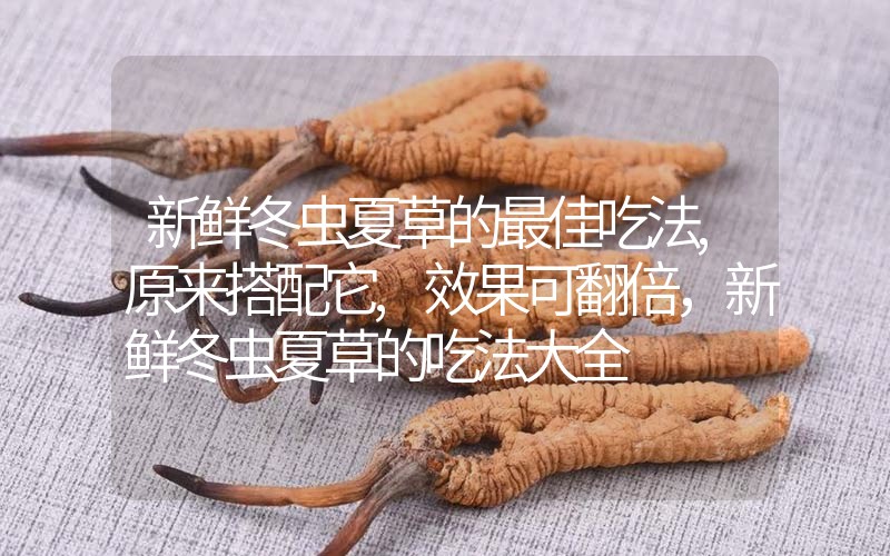 新鮮冬蟲夏草的最佳吃法,原來搭配它,效果可翻倍，新鮮冬蟲夏草的吃法大全