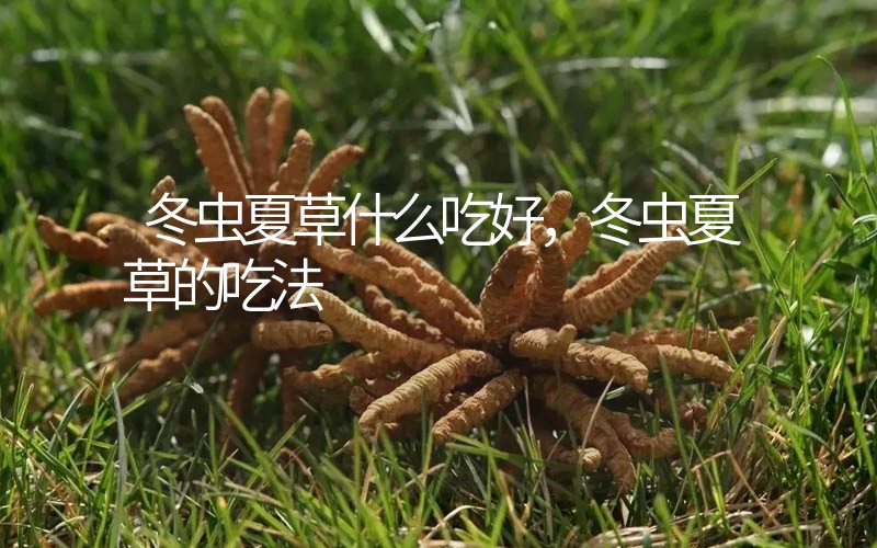 冬蟲夏草什么吃好，冬蟲夏草的吃法