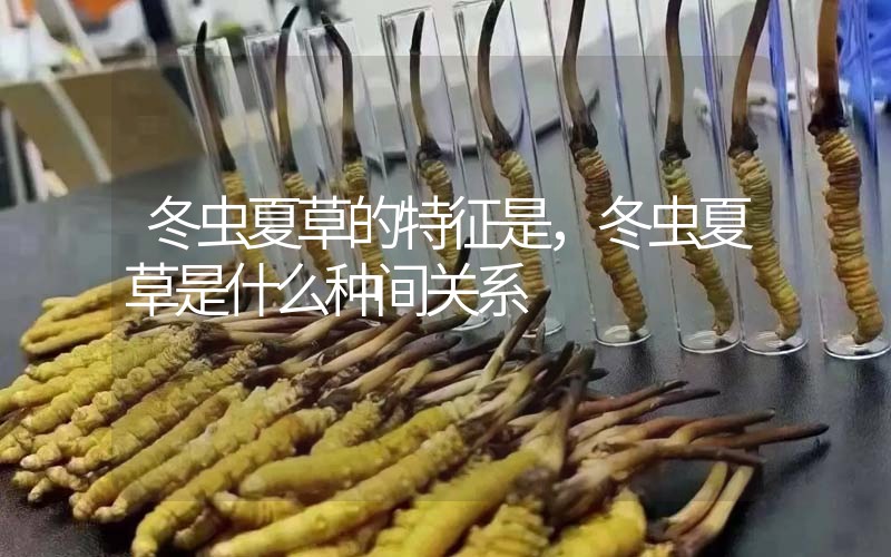 冬蟲夏草的特征是，冬蟲夏草是什么種間關系