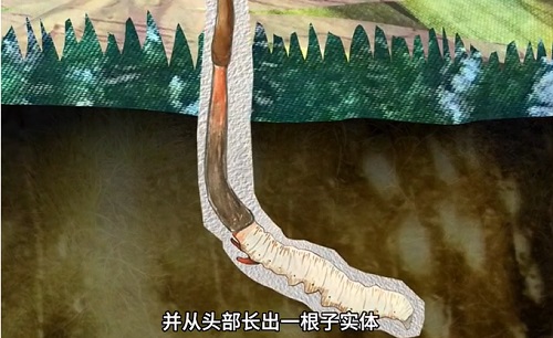 冬蟲夏草到底是蟲還是草？你猜到了嗎？