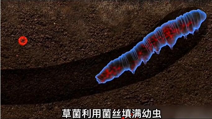 神奇的冬蟲夏草為什么能從蟲子變成草？它到底是怎么形成的呢？