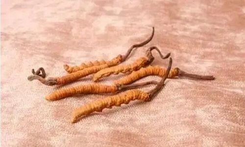 玉樹冬蟲夏草一斤多少錢？玉樹蟲草價格