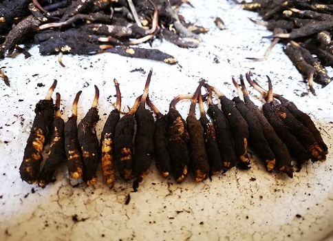 冬蟲夏草的作用是什么，有哪些比較好的吃法呢