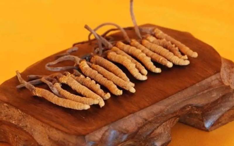 冬蟲(chóng)夏草需要每天吃嗎?冬蟲(chóng)夏草一天吃多少？