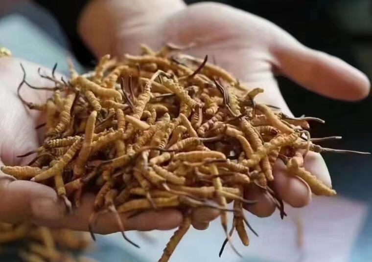 冬蟲夏草中有沒有激素？冬蟲夏草中有沒有有害物質(zhì)？