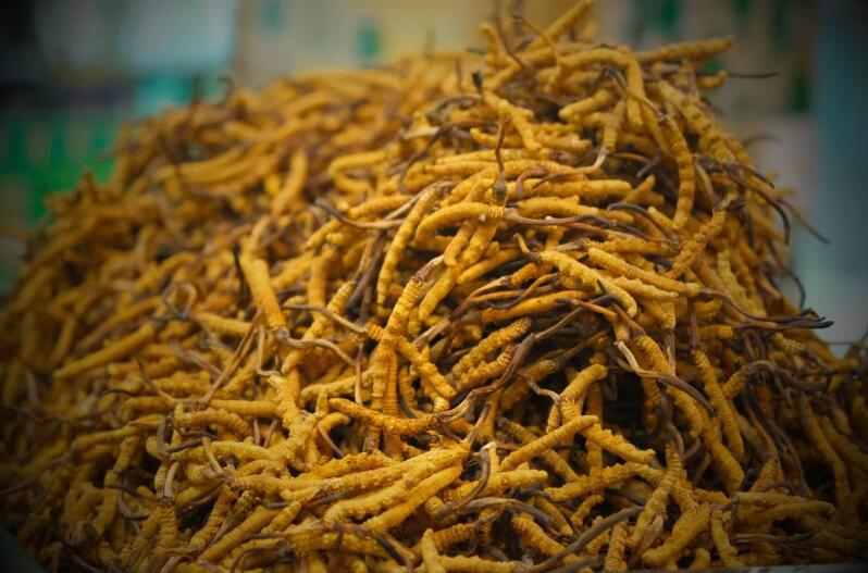 冬蟲(chóng)夏草的產(chǎn)量為何一年不如一年呢？