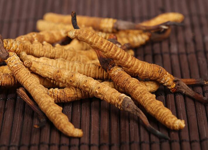 什么樣的冬蟲夏草算是優(yōu)質的？