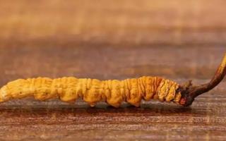 如何分辨冬蟲(chóng)夏草的等級(jí)？