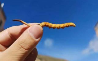 .新鮮的冬蟲(chóng)夏草和舊草的區(qū)別？