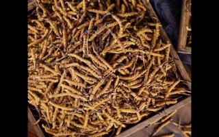 了解一下：冬蟲夏草的產(chǎn)地和采摘方式！