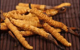 人工培育冬蟲夏草有哪些技術(shù)？