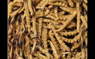 高品質(zhì)冬蟲夏草，全程人工采挖值得信賴！