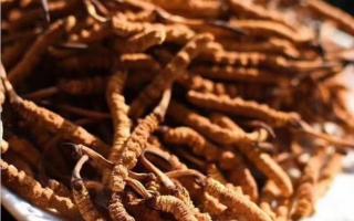 不易辨認(rèn)的冬蟲夏草造假方式！