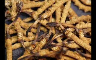 凍干的冬蟲夏草品質(zhì)如何！與新鮮的相比如何？