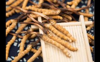 五個特征暴露冬蟲夏草質(zhì)量優(yōu)劣！
