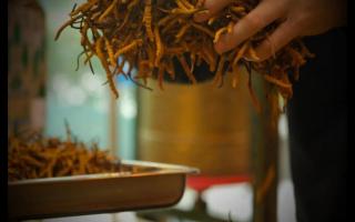 冬蟲夏草的產(chǎn)地規(guī)格不同，對價格有何影響？