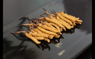 冬蟲夏草屬于酸性食物還是堿性食物呢？