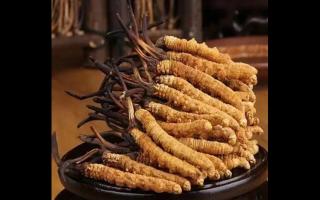 高價(jià)回收冬蟲夏草的買家靠譜嗎？