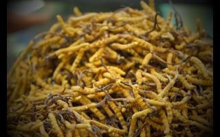 冬蟲(chóng)夏草的用法用量和食用禁忌！