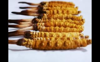 冬蟲(chóng)夏草是一種不可再生資源嗎？
