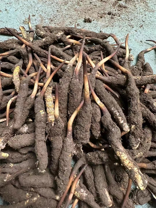 手術(shù)后能否食用冬蟲(chóng)夏草？專家解答與術(shù)后康復(fù)建議