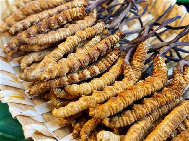 天然冬蟲夏草是怎么形成的？天然冬蟲夏草的形成過程