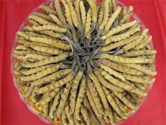 冬蟲夏草價(jià)格一克多少錢？影響冬蟲夏草價(jià)格的4個(gè)因素
