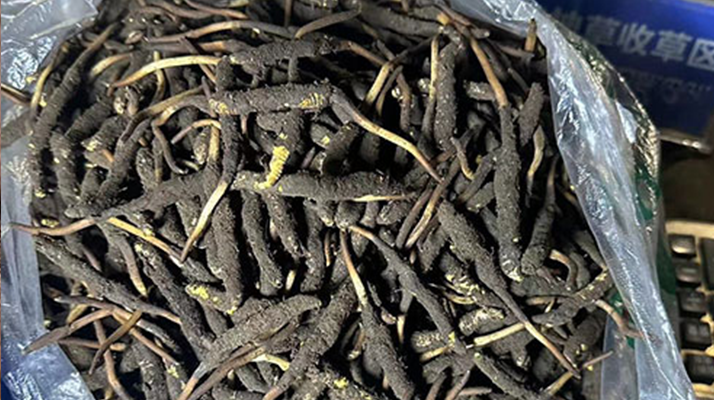 冬蟲夏草可以吃鮮的嗎？一文為你揭秘