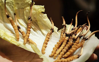 冬蟲夏草：鮮草與干草誰更勝一籌？