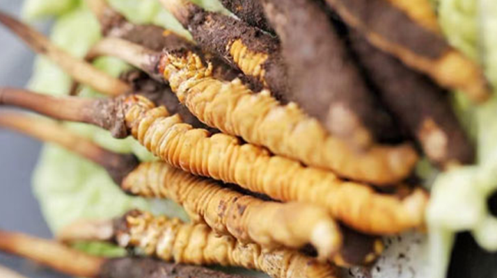 冬蟲夏草鮮草可以生吃嗎？一文解讀食用真相