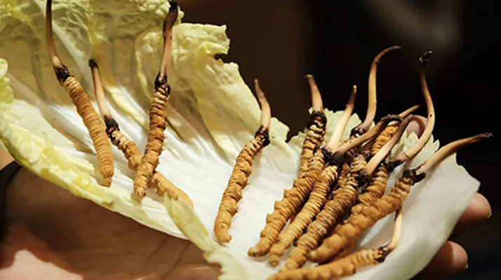 冬蟲夏草為何鮮的好？深度解析鮮蟲草的獨特優(yōu)勢
