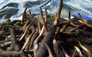 新鮮冬蟲夏草能放多久吃？一文掌握儲存與食用期限