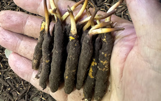 3000 條蟲草一克是幾只？深入解析蟲草規(guī)格與重量關(guān)系? ? ? ?