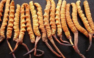 10克的冬蟲(chóng)夏草有多少根