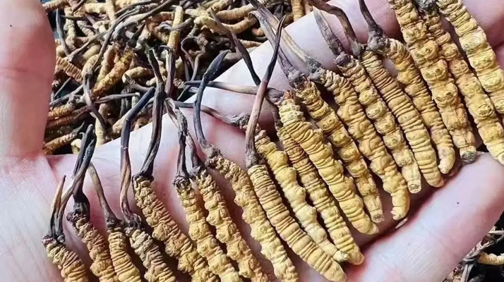 冬蟲夏草怎么吃？最全食用指南與科學(xué)建議?