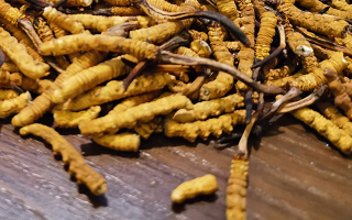 斷的冬蟲夏草有效果嗎？一文揭開真相
