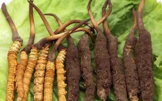 吃新鮮冬蟲夏草后拉肚子？原因與應(yīng)對方法解析
