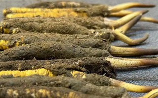一根鮮冬蟲夏草多少錢？影響價(jià)格的核心因素解析