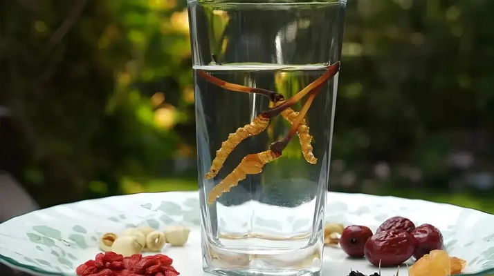冬蟲夏草泡水會(huì)變大嗎