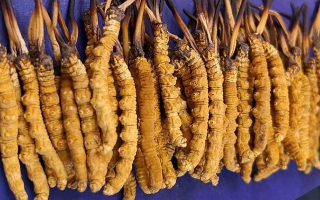 野生的冬蟲夏草多少一斤