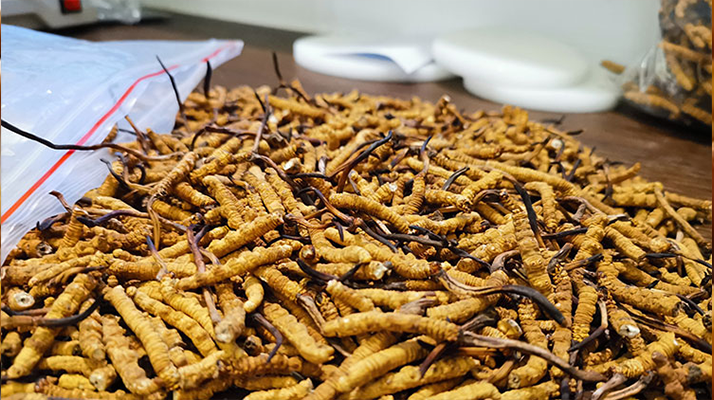 辨別新鮮冬蟲夏草真假的實(shí)用指南