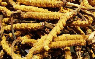 一斤冬蟲(chóng)夏草價(jià)格是多少