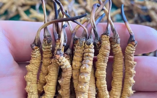 一盒冬蟲夏草多少錢？從規(guī)格到定位的價(jià)格解析