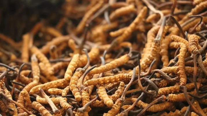 冬蟲夏草一條多少錢？單條價格的計算邏輯與實際范圍